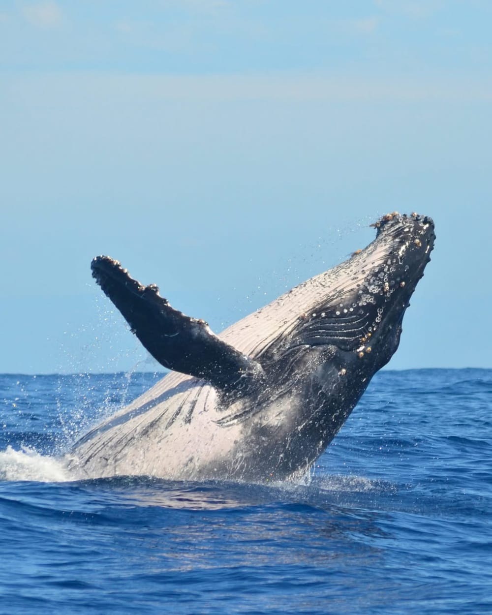 In a Wollongong first, new cruise operator promises a whale of a time post image