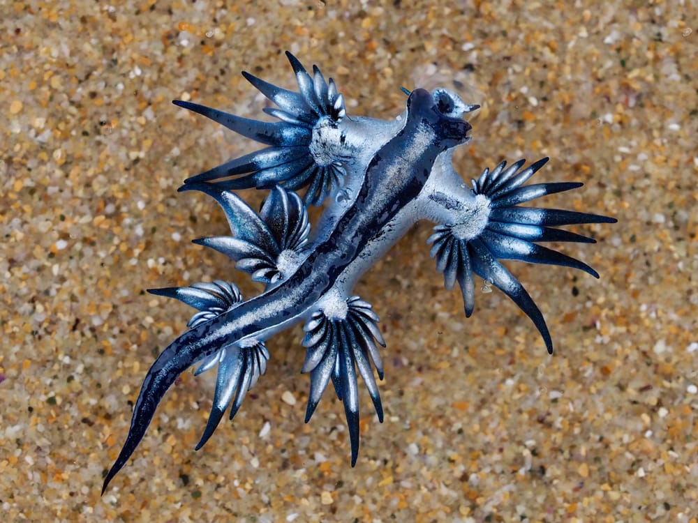 Beware the Blue Dragon? post image