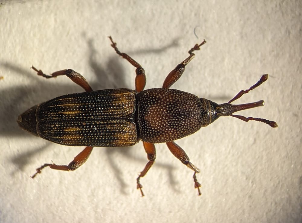 Beetling About with Weevils post image