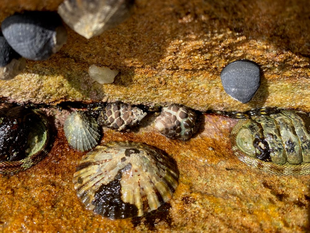 The mulberry whelk: a berry cute sea snail with a tangled taxonomic history post image