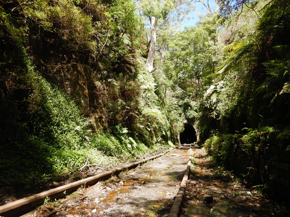 Helensburgh Station Reserve to protect home of the glow worms post image