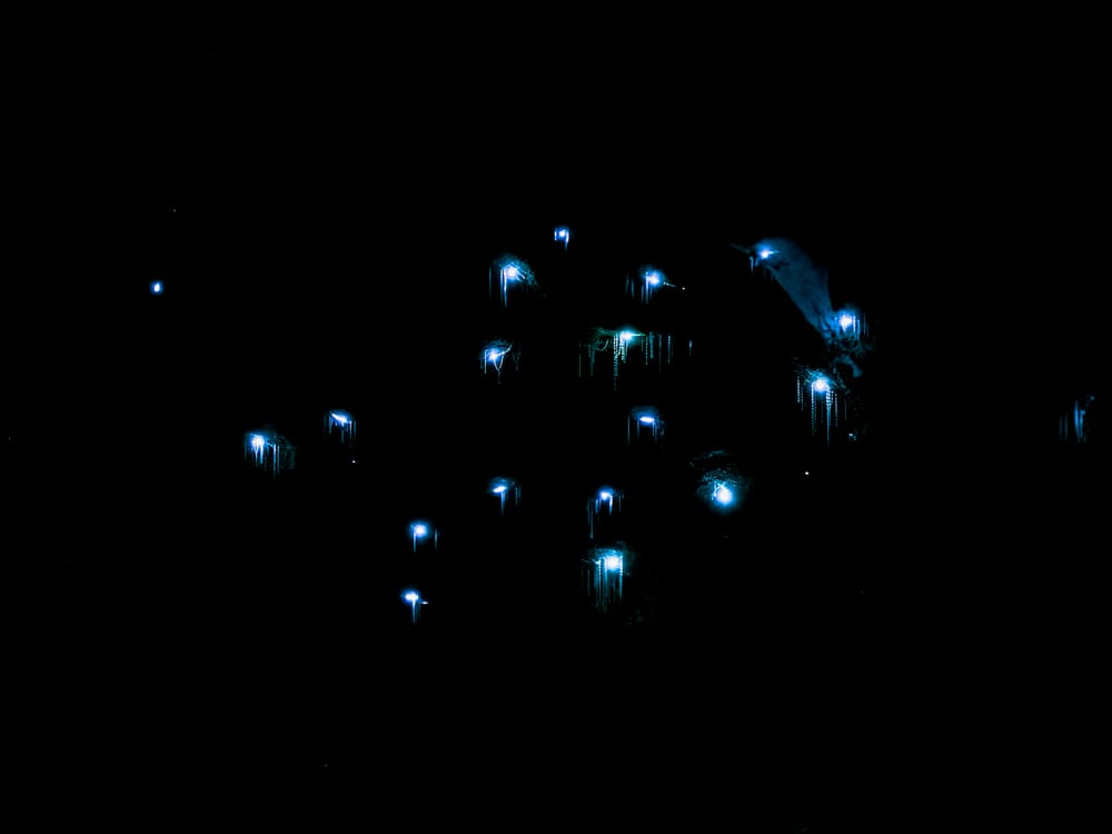 Helensburgh Glowworm Tunnel: should we be gatekeeping the gate? post image