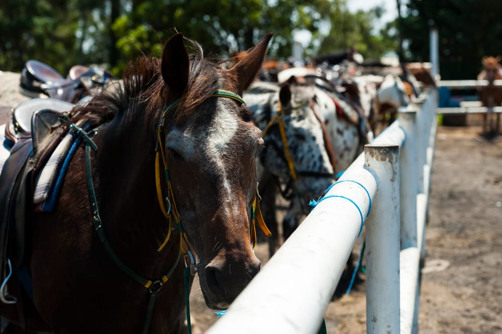 Saddle up for ranch camps post image