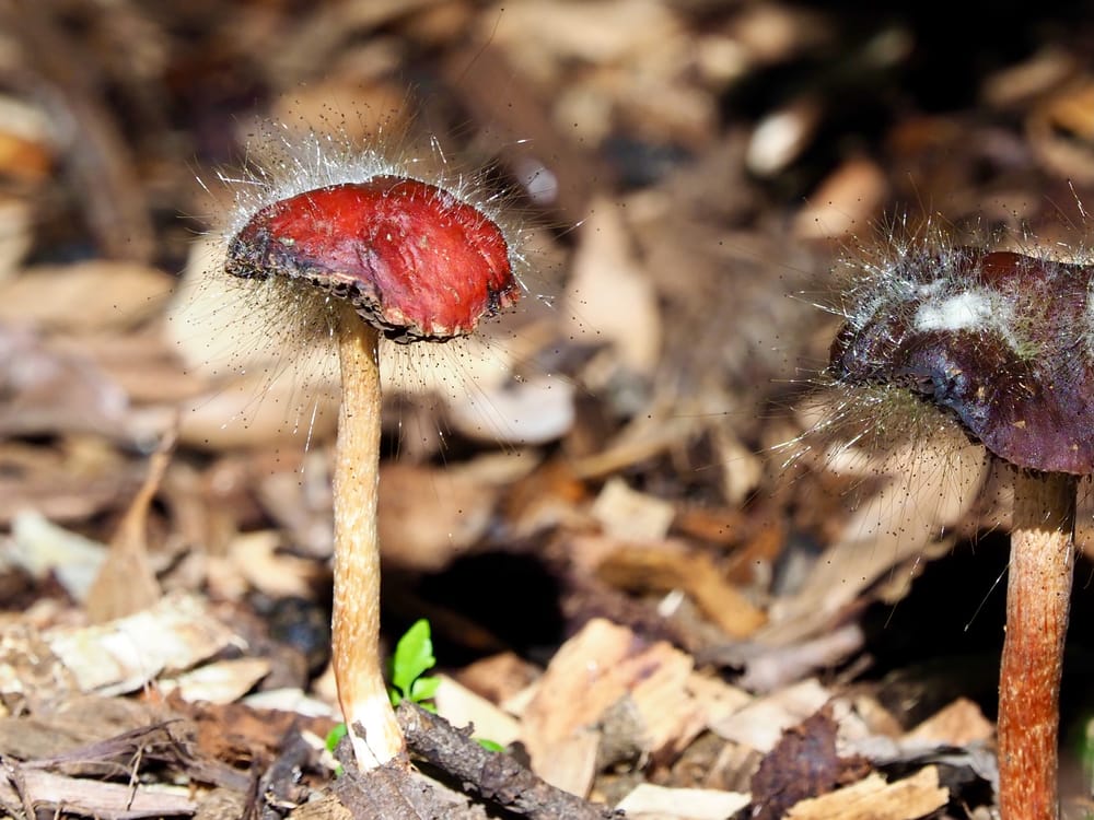 Nature Notes: 'Tis the season to hunt fungi post image