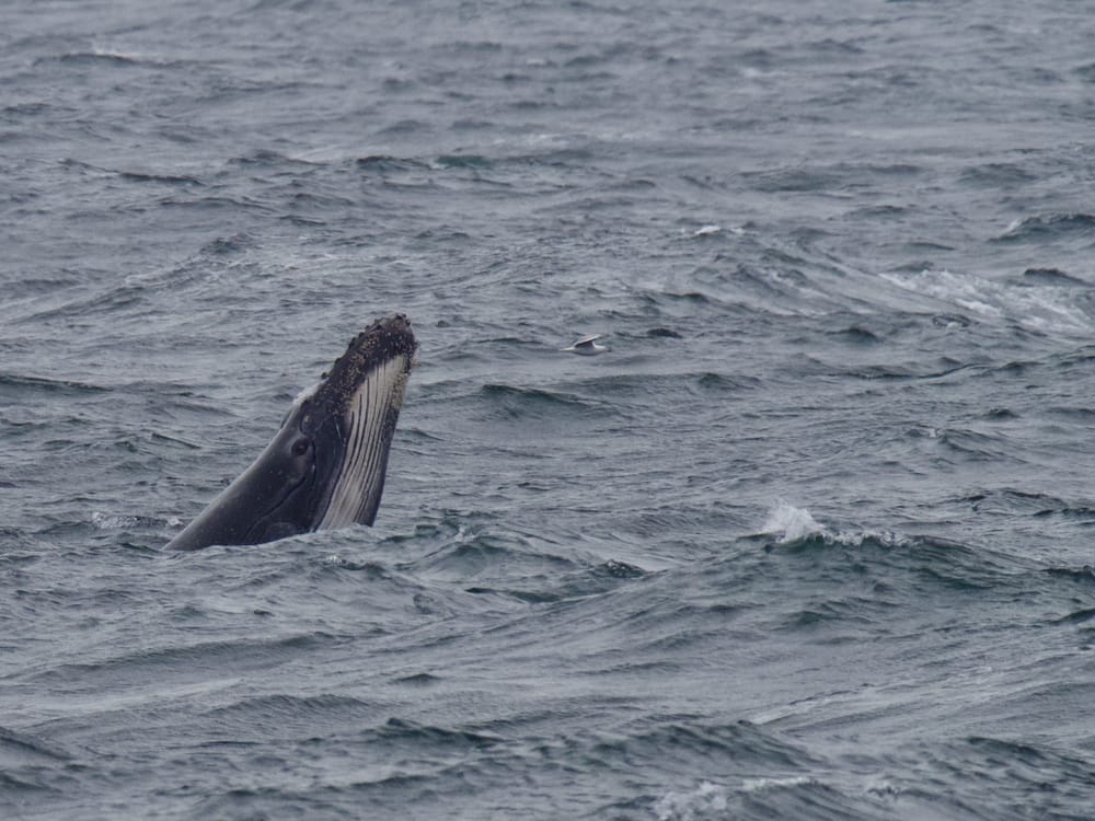 The humpback highway is open! post image