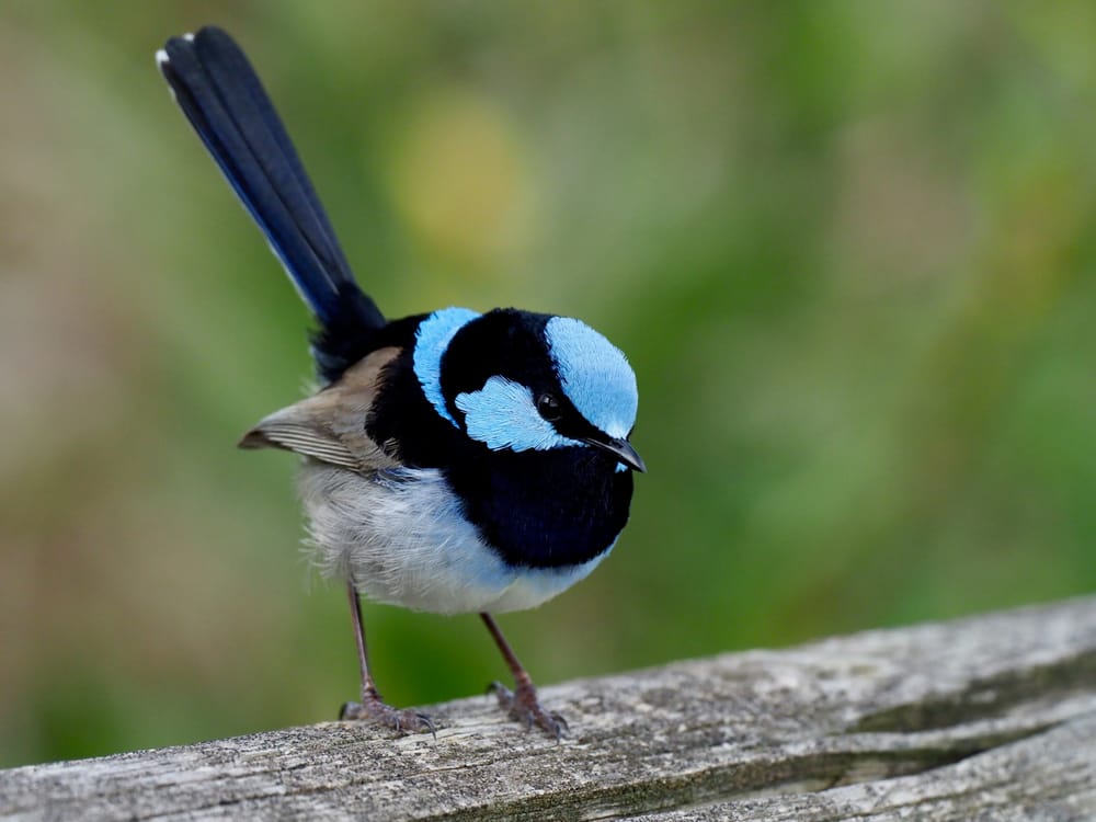 Nature notes: boys in blue, a new botanic garden & the Community Cleaneruppa and Cuppa post image