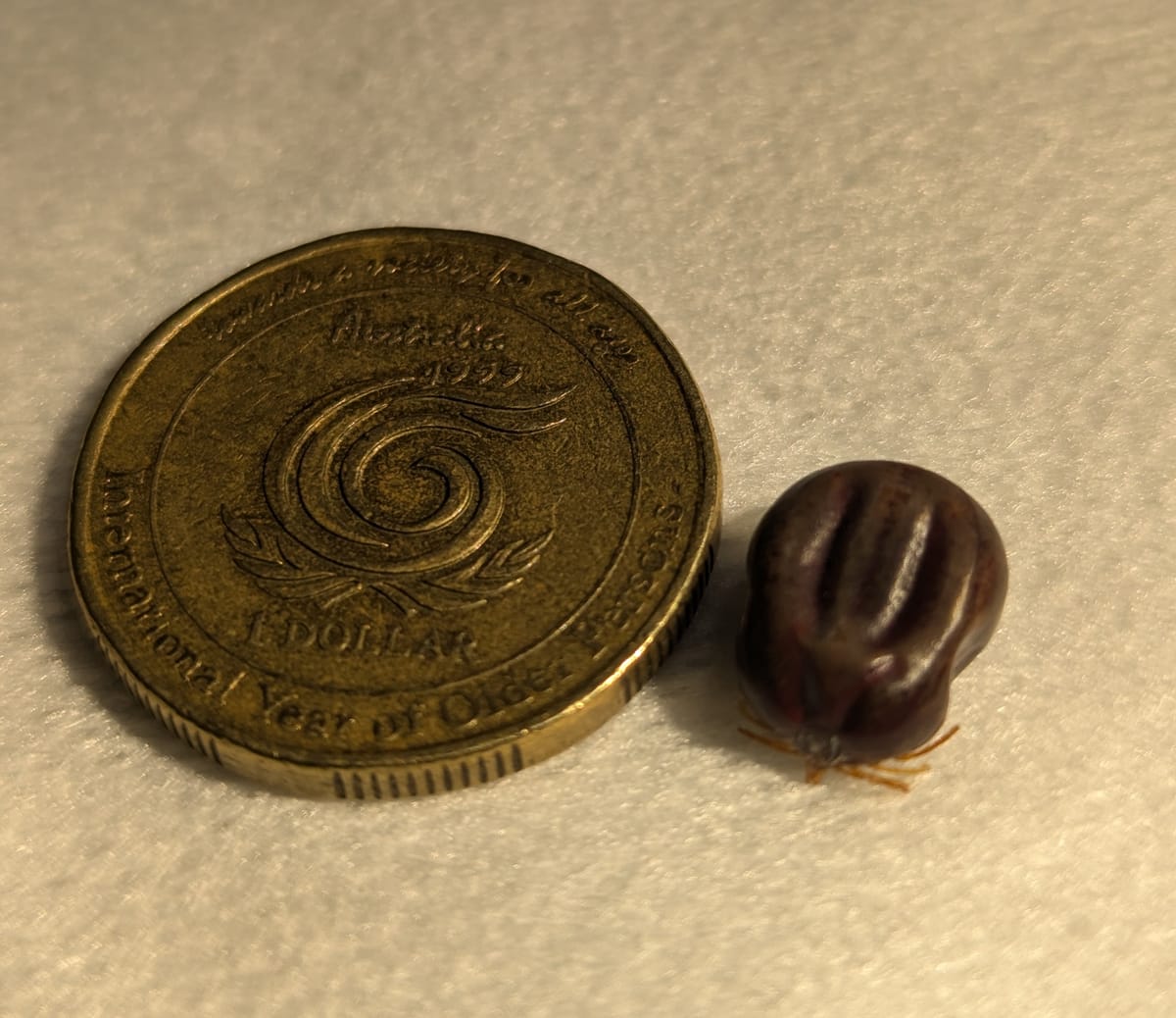 Protect your pets: Lots of paralysis ticks expected this season