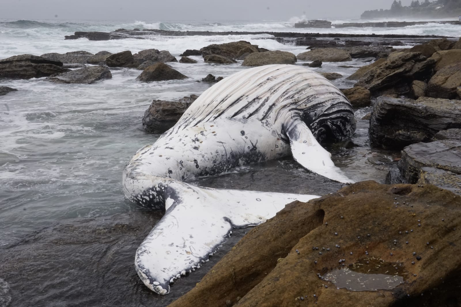 Nets drowned whale, now investigation may shine light on ocean pollution post image
