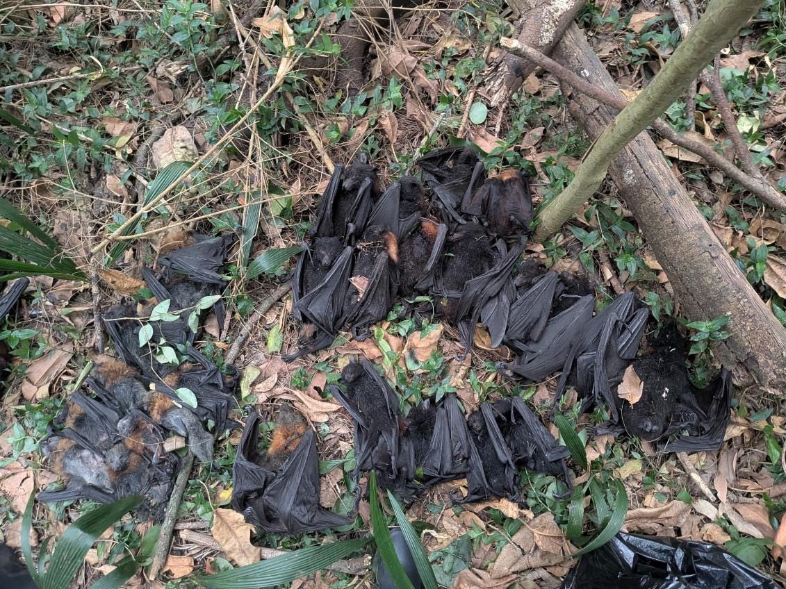Heatwave kills hundreds in Illawarra flying fox colonies post image