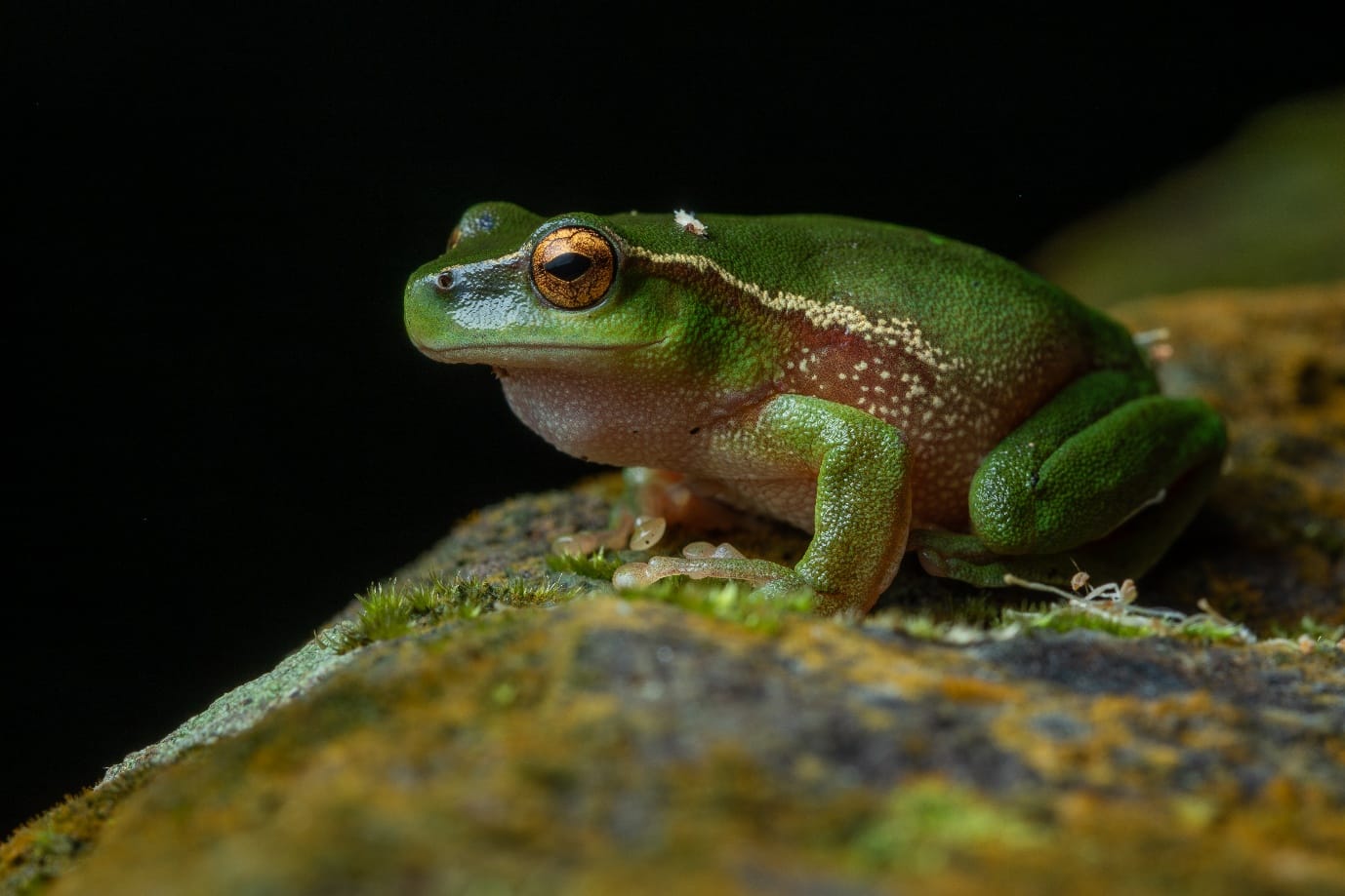 Frog of the Month: Southern leaf green tree frog post image