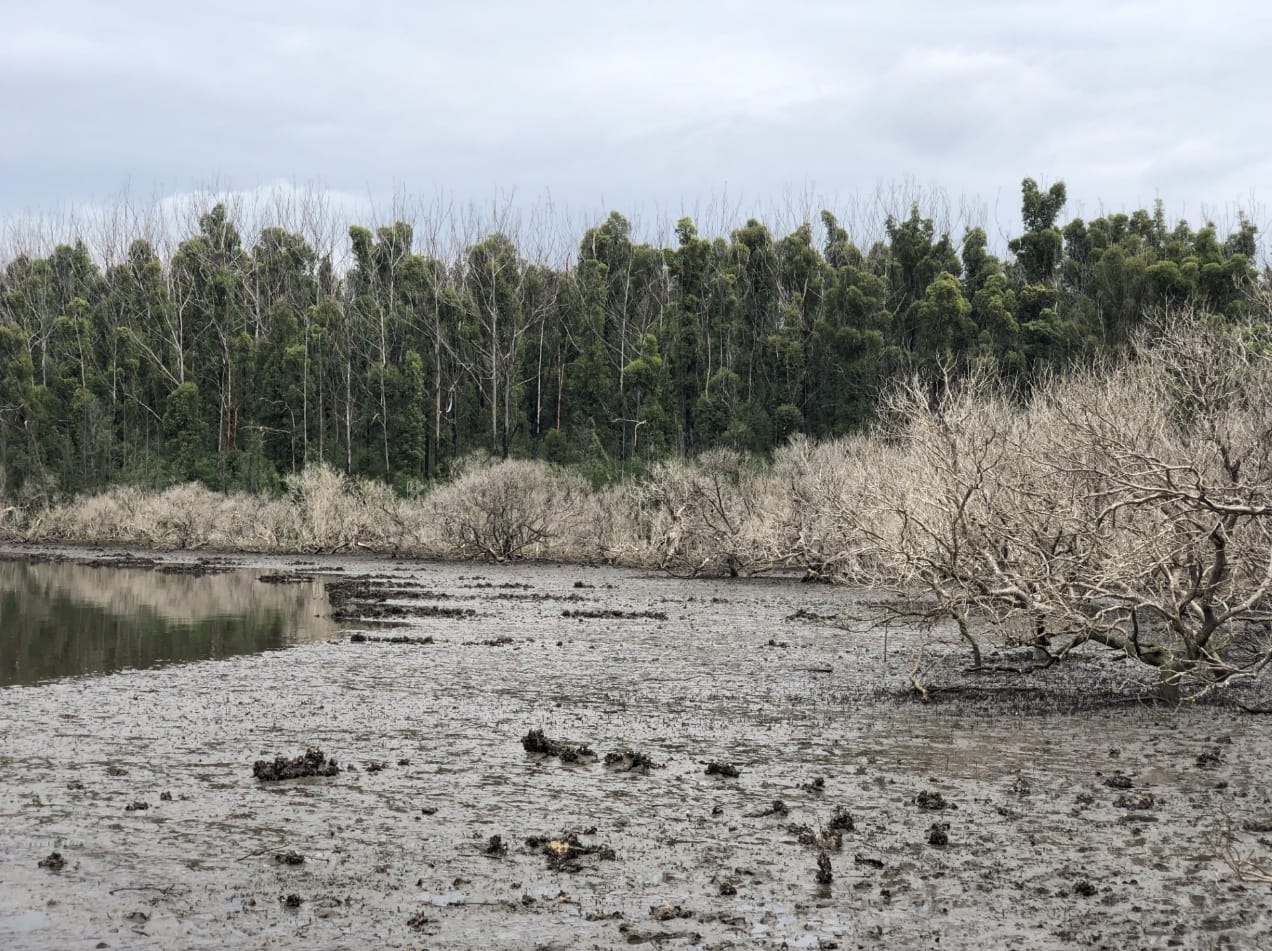 Smoke on the water: When bushfires strike vulnerable wetlands post image