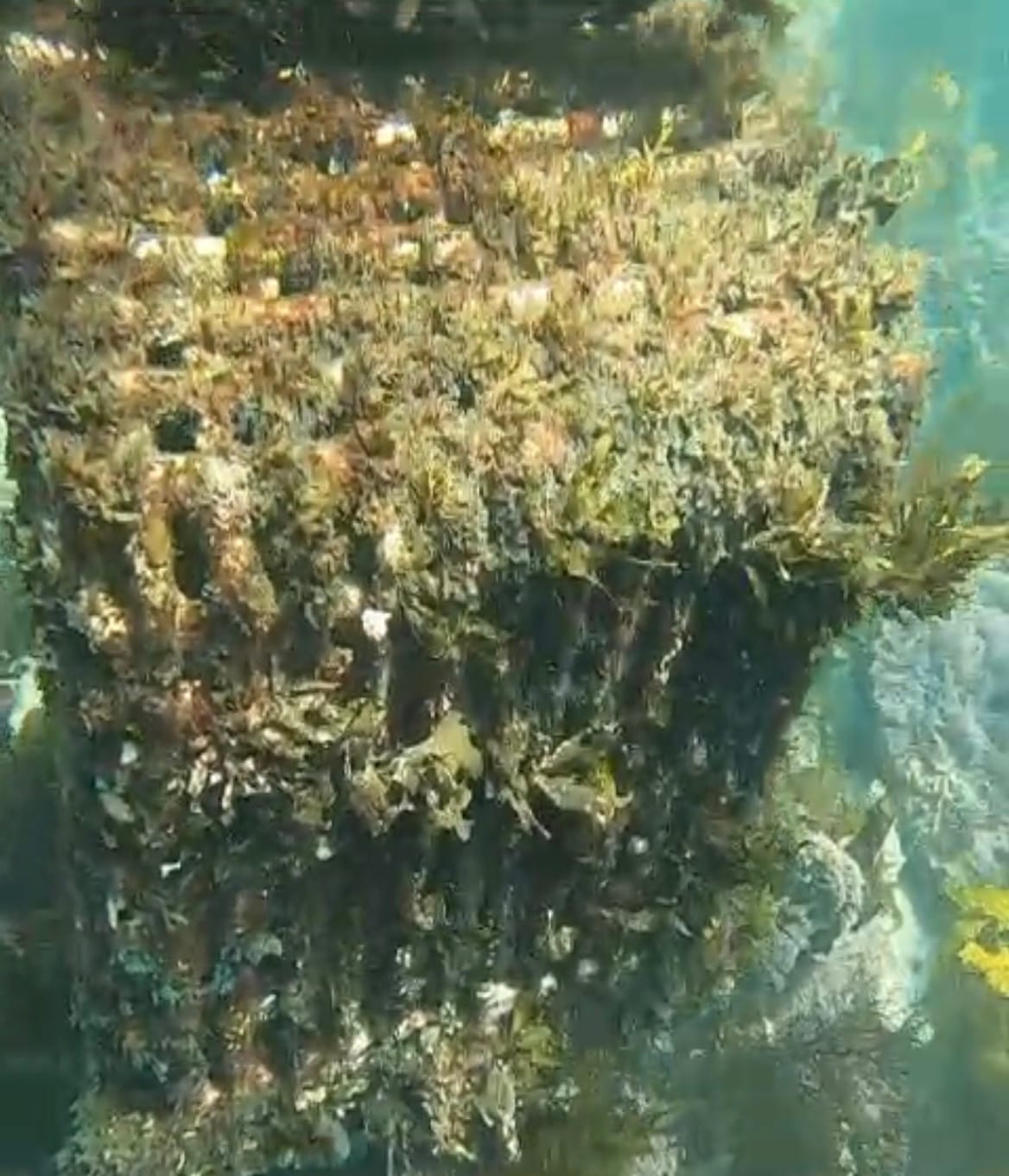 Underwater video reveals 'years of neglect' at Continental Pool post image