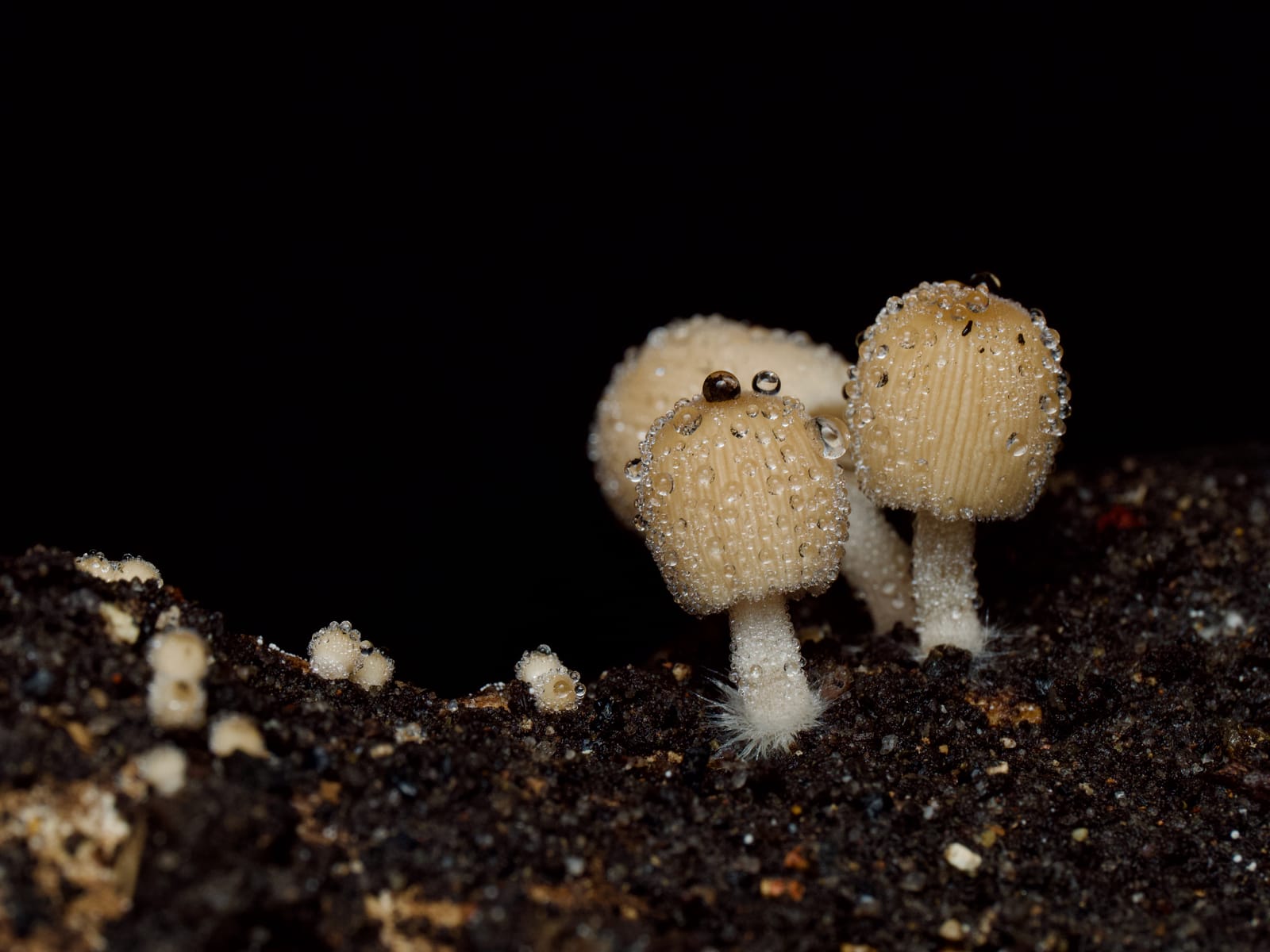 Autumn has arrived and mushroom season is kicking off post image