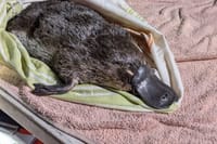 Researchers ‘elated’ to find two young platypus in the Royal National Park post image