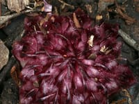 The amazing Underground Orchid post image