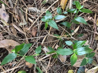 Local lookalikes: One's a weed, the other a native groundcover post image