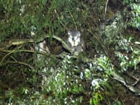 Drone technology reveals 'hidden' populations of Koalas and Gliders in the Illawarra post image