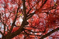 How the Illawarra Flame Tree got its (English, common) name post image