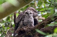 It's official, the Tawny Frogmouth is Australia's favourite bird post image