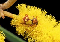 Beetling About: What I did on my holidays post image