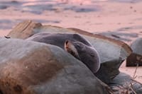 Seals on our shores: What you need to know post image