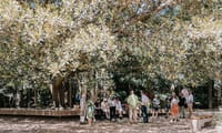 Walking with trees: UOW’s revitalised Tree Walk invites connection to Country post image