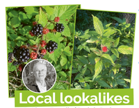 Local Lookalikes: Blackberry and native raspberry post image
