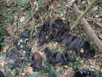 Heatwave kills hundreds in Illawarra flying fox colonies post image