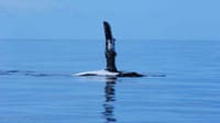 Signs from the sea: Why studying whales matters in the Anthropocene post image