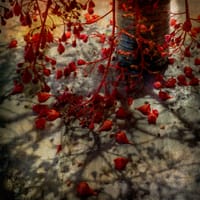 New photos arise from shadows of award-winner's success post image