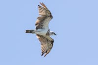 March's bird of the month is the osprey post image