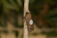 Tiny tags, big journey: tracking bogong moths post image