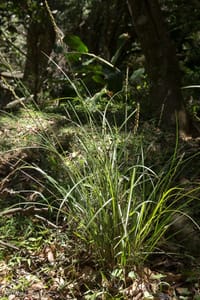 In praise of sedges post image