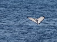 Whale of a Tale resurfaces in Senate report post image