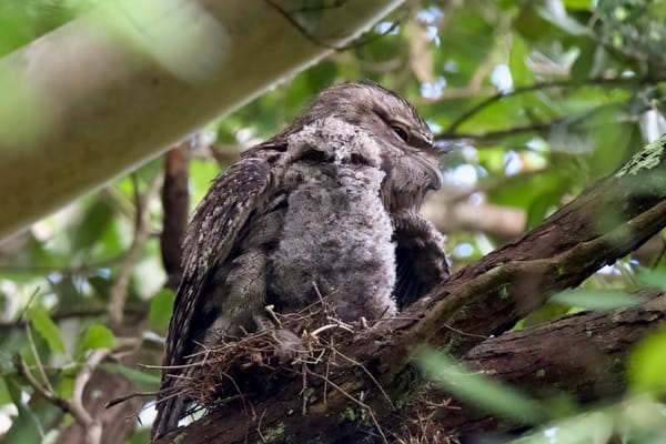 It's official, the Tawny Frogmouth is Australia's favourite bird post image