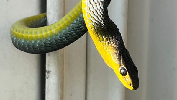 Snakes – Our Unsung Aussie Heroes! post image