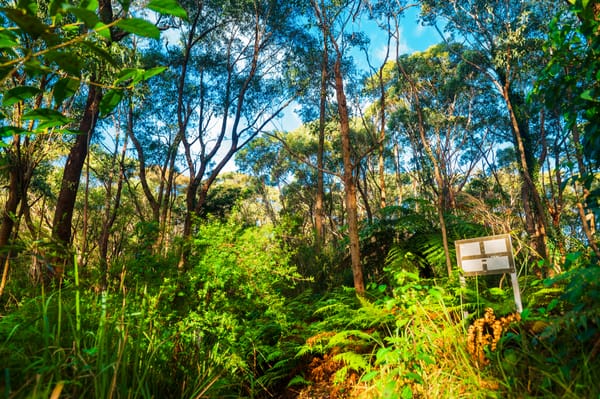 A bushwalk manifesto post image