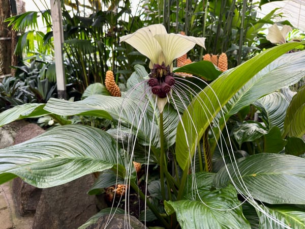 Wollongong Botanic Garden's Batflower blooms. But how does it smell? post image