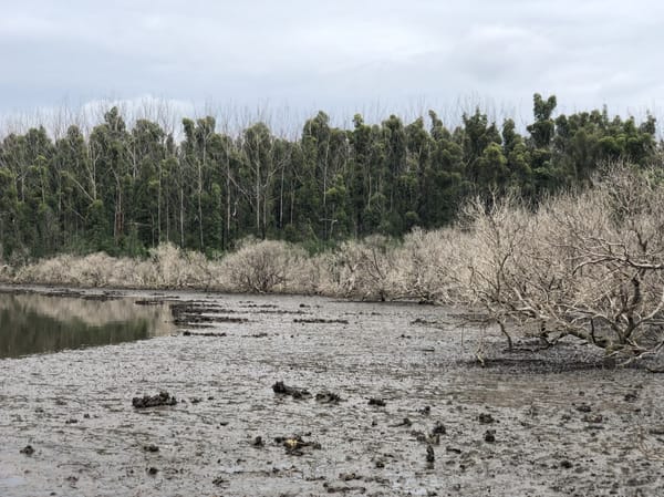 Smoke on the water: When bushfires strike vulnerable wetlands post image