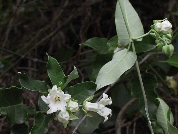 Moth Vine or Cruel Vine (Araujia sericifera) one of many weeds of the Illawarra region. Image by Emma Rooksby. 