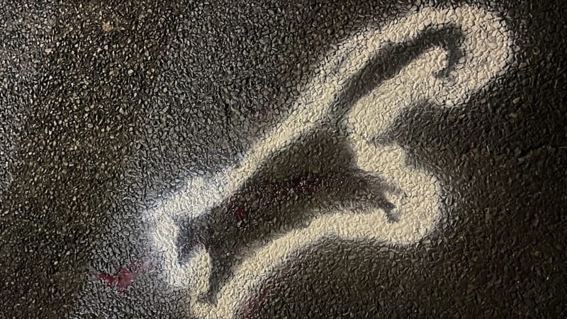 WIRES calls for study as wildlife toll rises on escarpment backroads post image