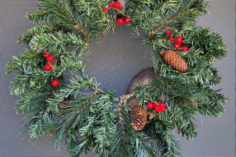 WIRES issues native wildlife alert ahead of NYE fireworks post image