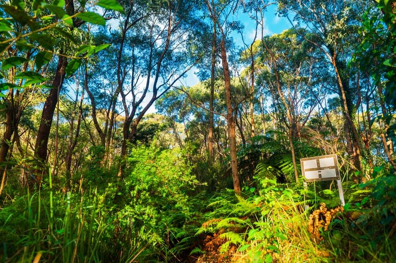 A bushwalk manifesto post image