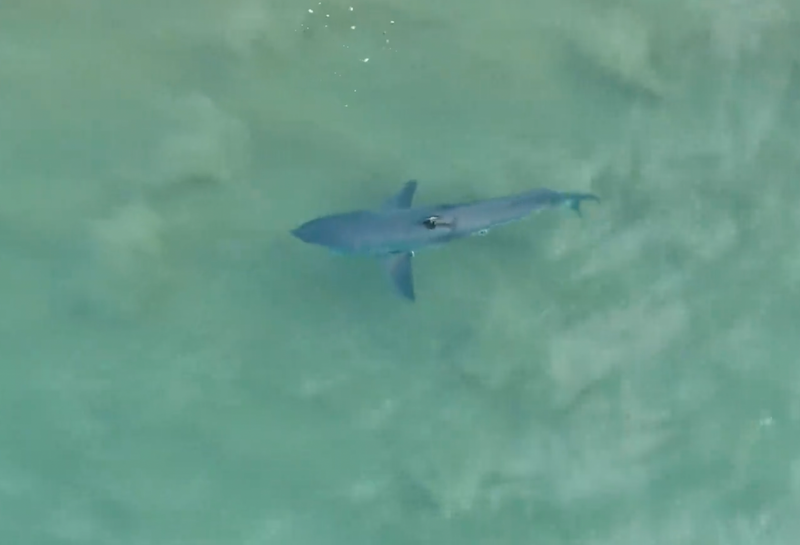 If a shark station pings, does it close the beach? post image