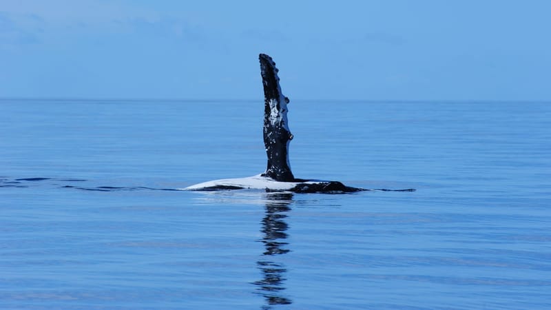 Signs from the sea: Why studying whales matters in the Anthropocene post image