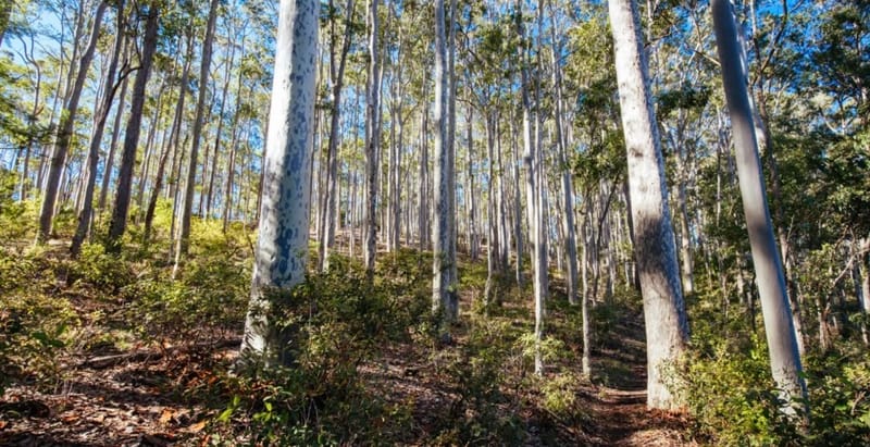 Bold plan to create the biggest national park in NSW gets local Greens backing post image