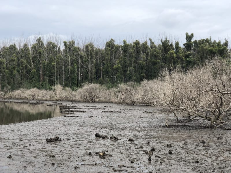 Smoke on the water: When bushfires strike vulnerable wetlands post image