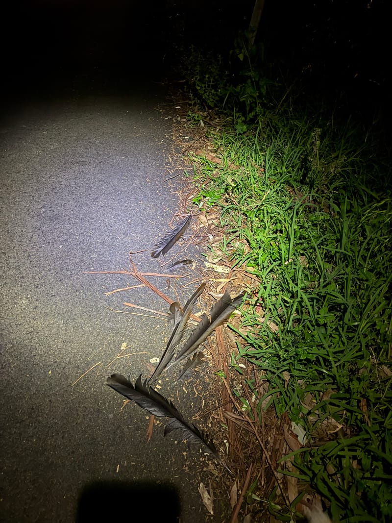 Second lyrebird wiped out on Buttenshaw Drive, bush silent, residents gutted post image