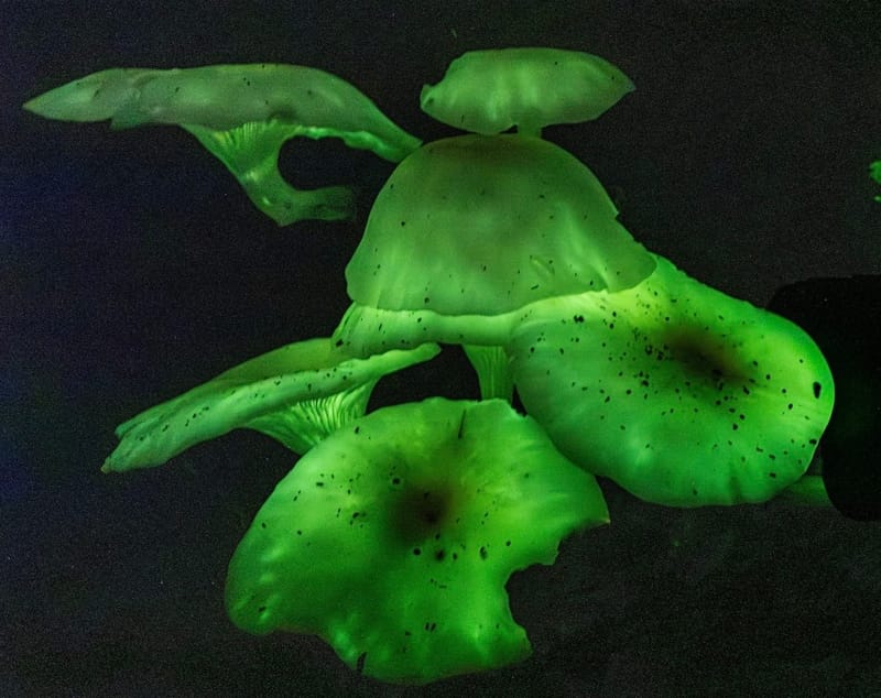 ‘Ghost mushrooms’ are back and a feast for the eyes post image