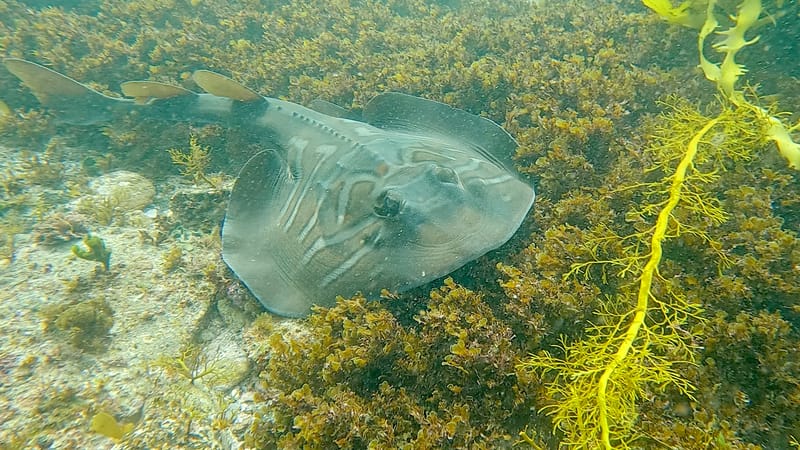 Hello Fish in Berrara post image